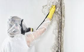 Asbestos and Lead Testing During Mold Inspection in Holyoke, MA